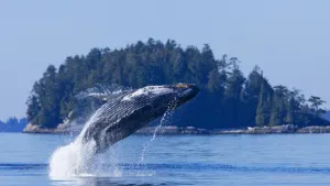 Tofino Whale Watching Cruise