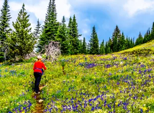 Guided Alpine Nature Hiking Tour, Sun Peaks