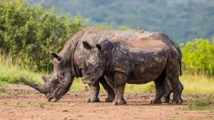 Hluhluwe Day Safari