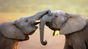 Addo Elephant National Park