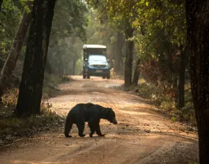 Wilpattu National Park Jeep Safari