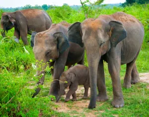 Udawalawe National Park