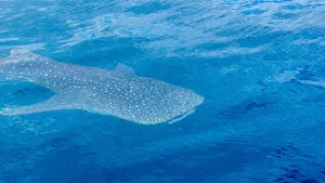 Deluxe Whale Shark Encounter (Observer)