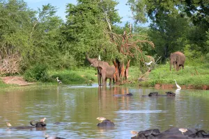 Udawalawe