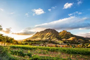 Winelands & Beyond