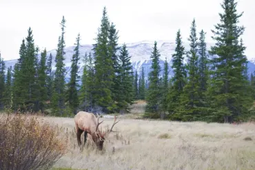Iconic Rockies Journey