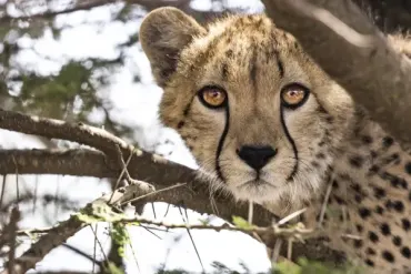 Boutique Cape Town + Luxury Safari