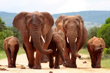 Cape Town, Winelands and Safari
