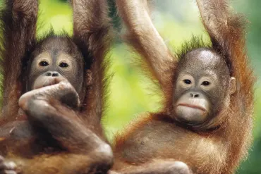 Luxury Borneo Beach Escapes