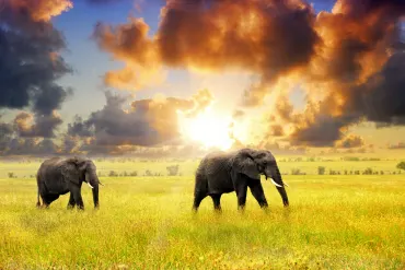 Escorted Tanzania Discovery Tour + Zanzibar Beach