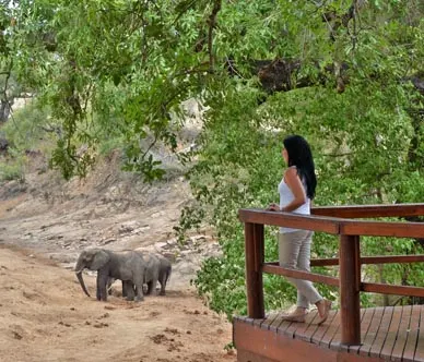 hamiltonstentedcamp viewingelephantsfromdeck