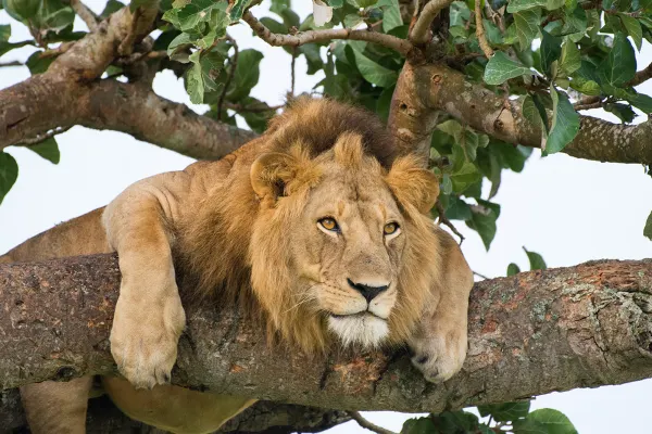Uganda holidays
