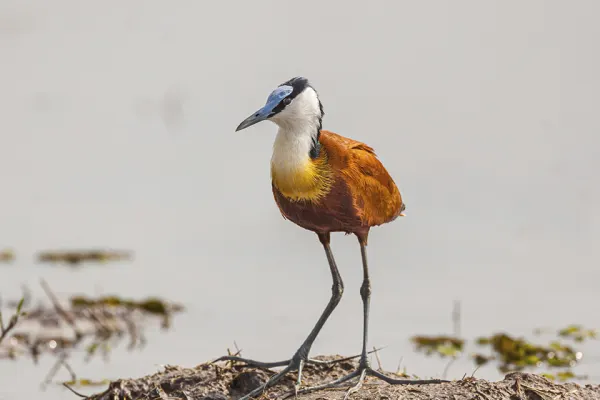 Botswana holidays
