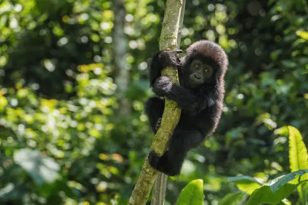 Uganda holidays