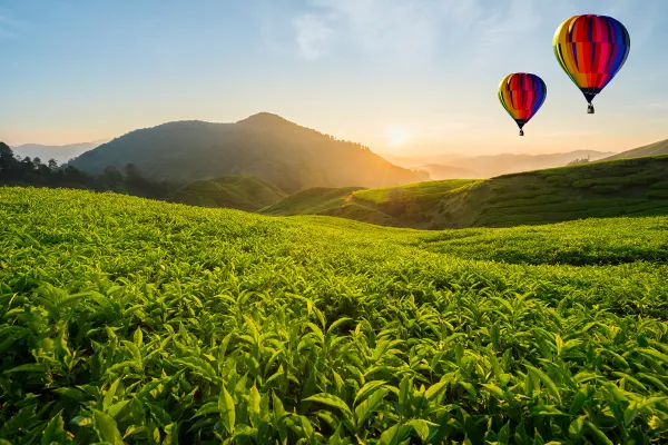 Cameron Highlands holidays