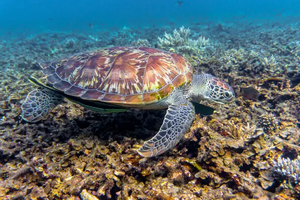 Koh Tao holidays