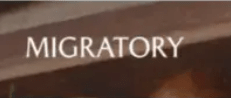 Migratory Story logo