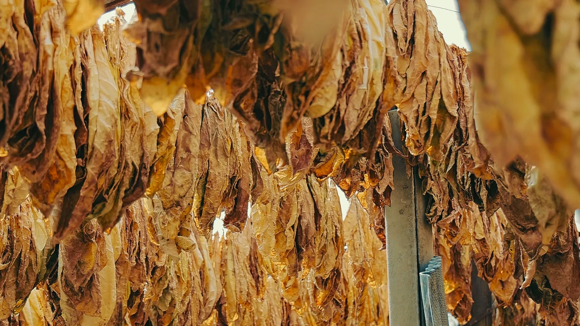zimbabwe tobacco output expected to rise 8.5% in 2023 China Investment in Zimbabwe Tobacco