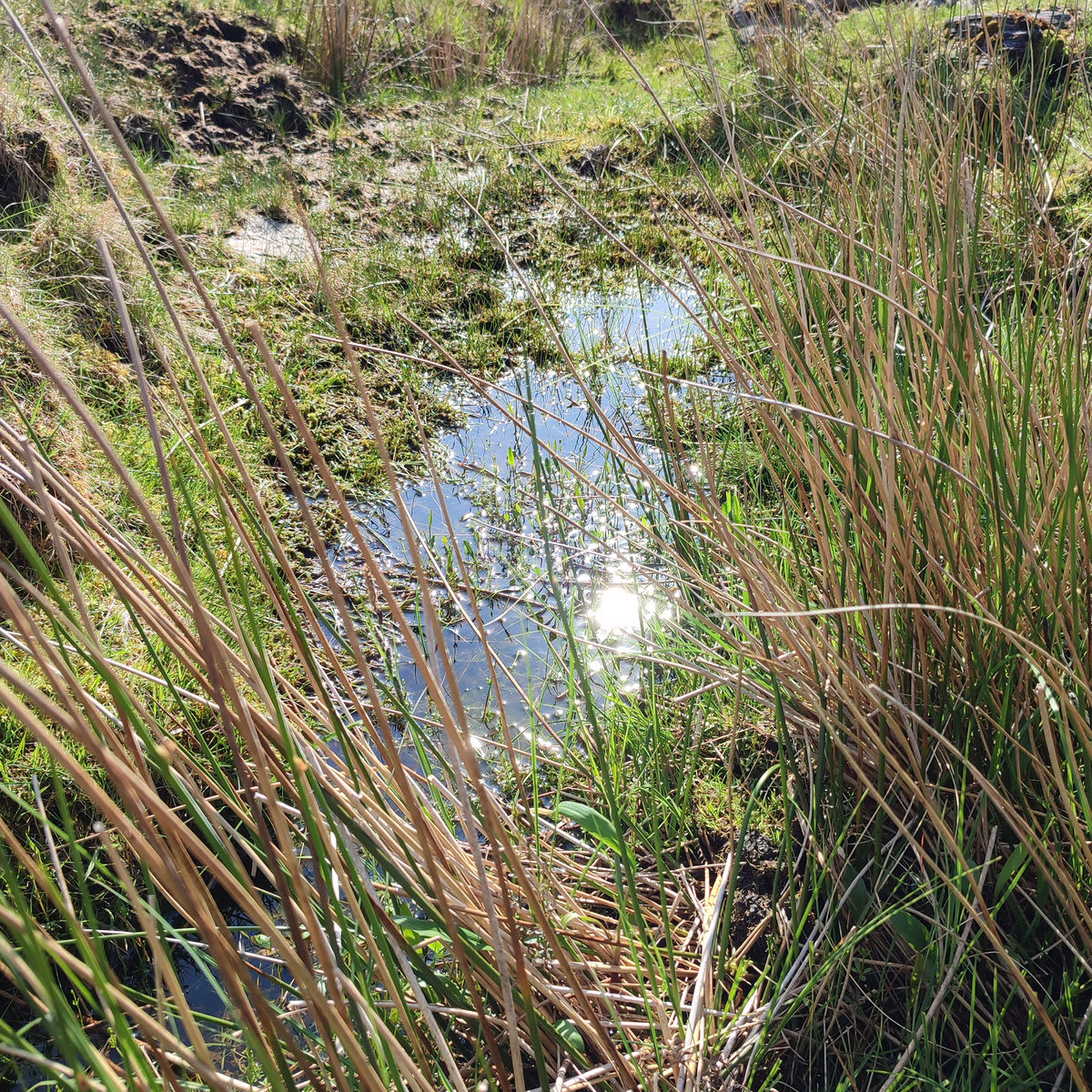 7. mineral stunting - Ambling Construct