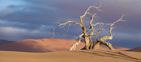 Dune Tree