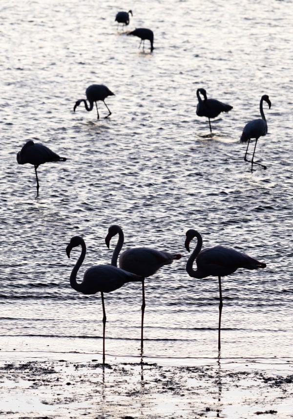 Flamingoes in Silver