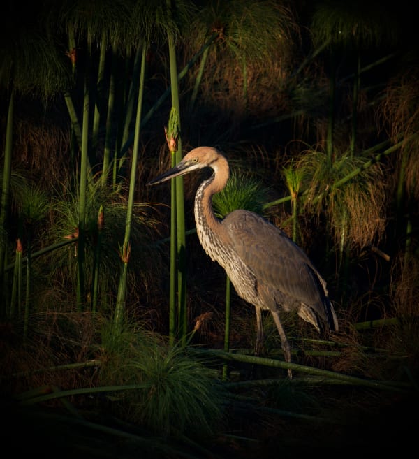 Goliath Heron