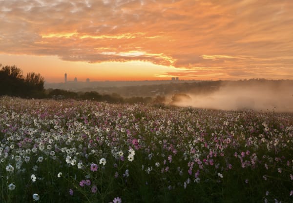 Sandton Mist
