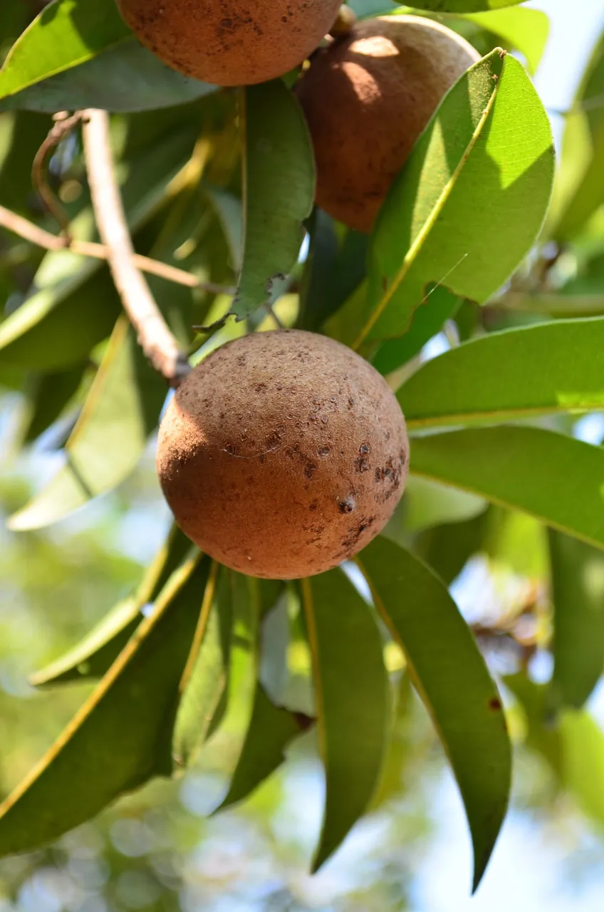 Chikoo 1kg