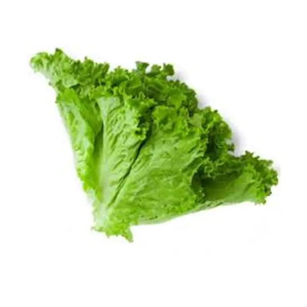Lettuce (سلاد پتہ) 1 piece