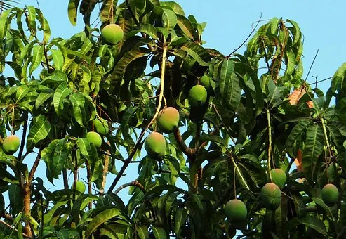 Mango Langra 1kg