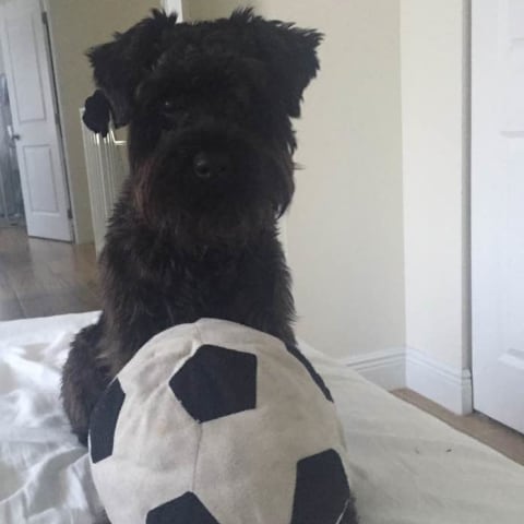 Profile photo of Abraham Z.