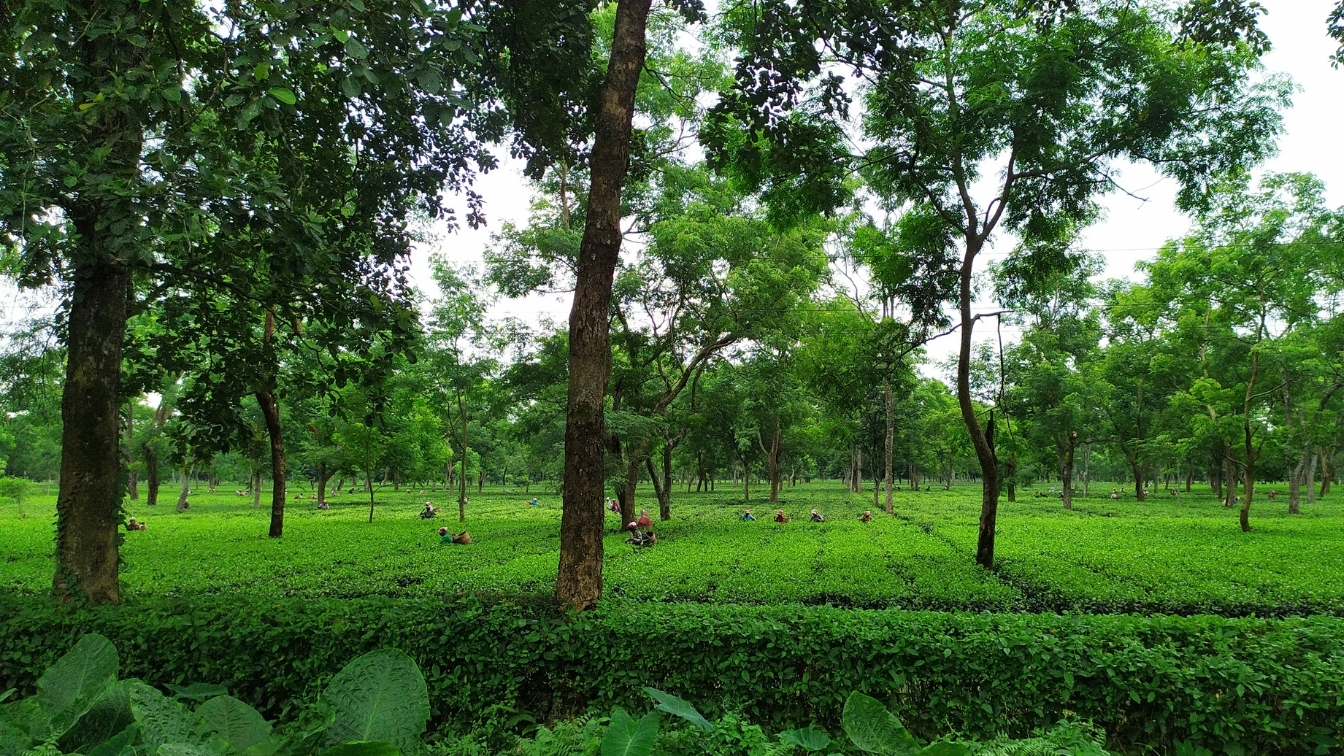 Udalguri skyline
