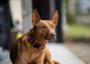 Cover image for article with title: First Aid For Pets