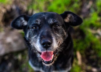 Cover image for article with title: Tips For Pets At A Campsite