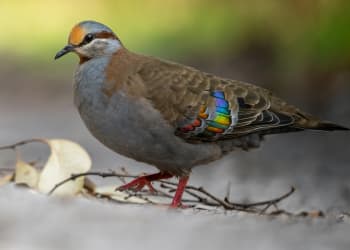 Cover image for article with title: Birdwatching  