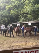 Image of Yea Show