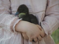 Image of Springsure Show