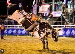 Image of CAMDEN XTREME BULLS