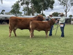 Image of Pittsworth Agricultural Show