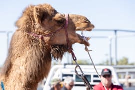 Image of Boulia Camel Races