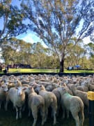 Image of Annual Australian Kelpie Muster 