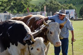 Image of BREAM CREEK SHOW