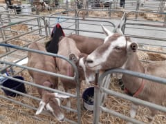 Image of Daylesford Show