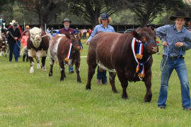 Image of Coleraine Show 