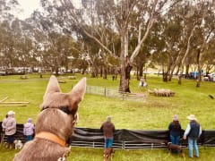 Image of Annual Australian Kelpie Muster 