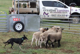 Image of Pittsworth Agricultural Show