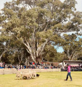Image of Annual Australian Kelpie Muster 