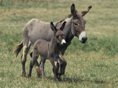Image of Donkey Festival 