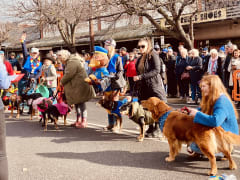 Image of Annual Australian Kelpie Muster 