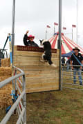Image of Proston Agricultural Show